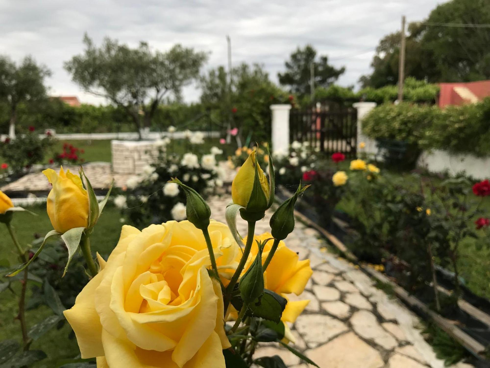 Yiouli Acharavi (Corfu)